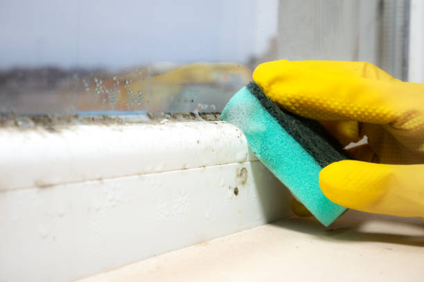 Best Fast Mold Removal  in Palm Springs, FL