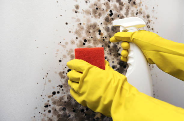 Best Residential Mold Removal  in Palm Springs, FL