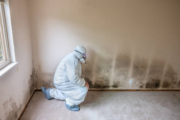 Best Mold Damage Repair  in Palm Springs, FL