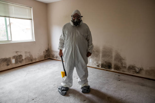 Best Mold Damage Repair  in Palm Springs, FL