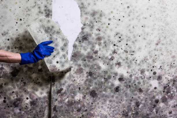 Mold Removal Process in Palm Springs, FL