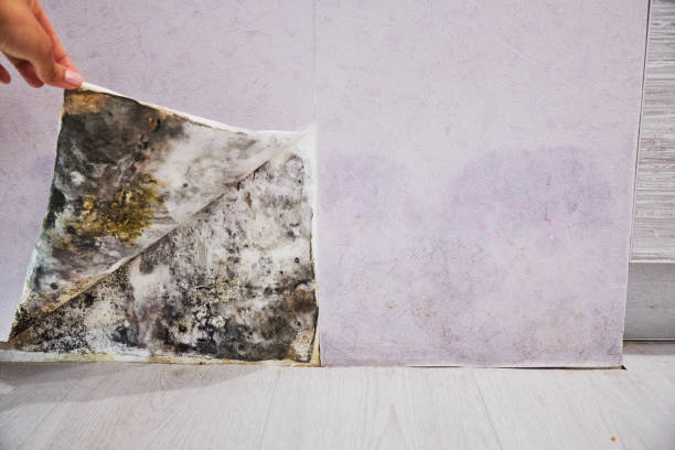Best Professional Mold Removal  in Palm Springs, FL